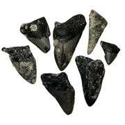 Lot of Genuine Megalodon Shark Tooth Fragments