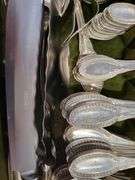 Investment grade! Magnificent Antique & Vintage Silver Estate Collection, Over 18.5Kg of Pure Silver