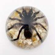 Real Tarantula Bird Spider Paperweight