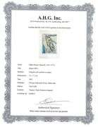 Collectible Vintage Picasso Original Pochoir Circa 1955, Head