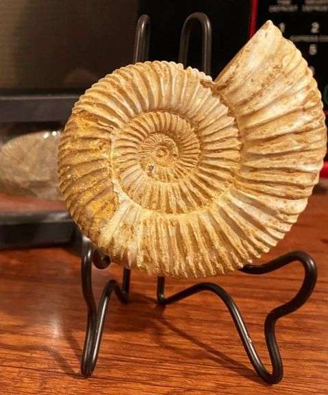 Genuine Ammonite Fossil from Madagascar