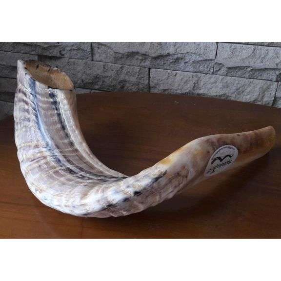 Authentic Ram Horn Shofar from Israel