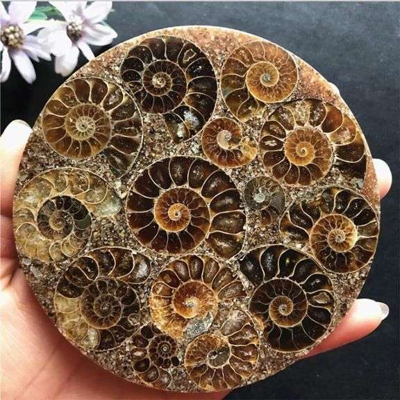 Natural Ammonite Fossil Disc