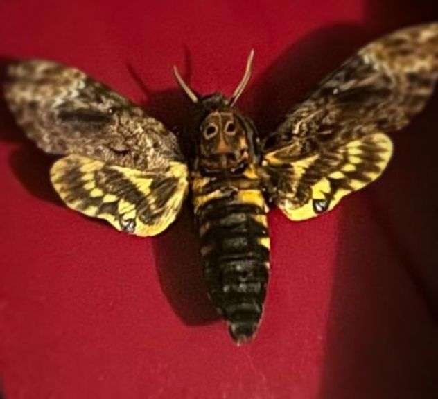Real Preserved Skull Head Moth in Red Frame