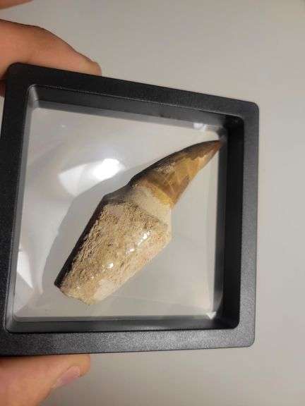 Authentic Fossilized Prehistoric Mosasaur Tooth