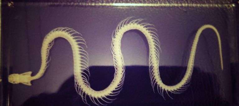 Real Snake Skeleton Encased in Acrylic Block