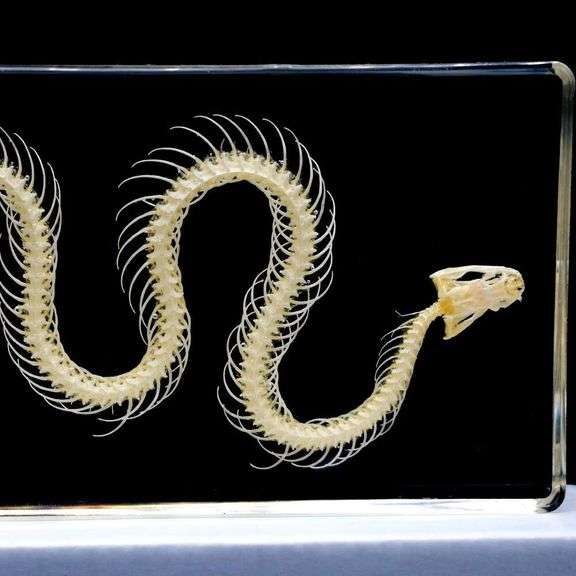 Real Snake Skeleton Paperweight