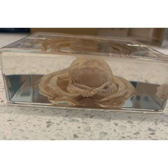 Real Octopus in Resin