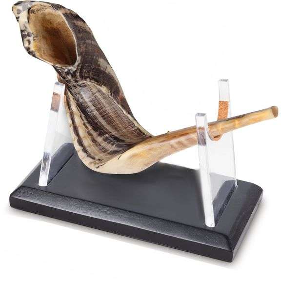 Authentic Ram Horn Shofar from Israel