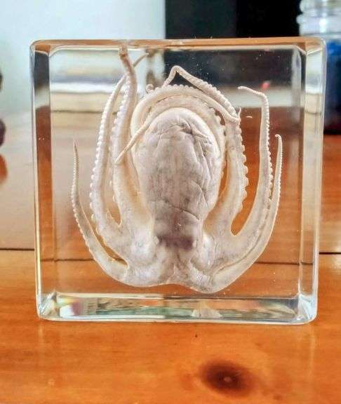 Collectible Octopus Specimen in Resin