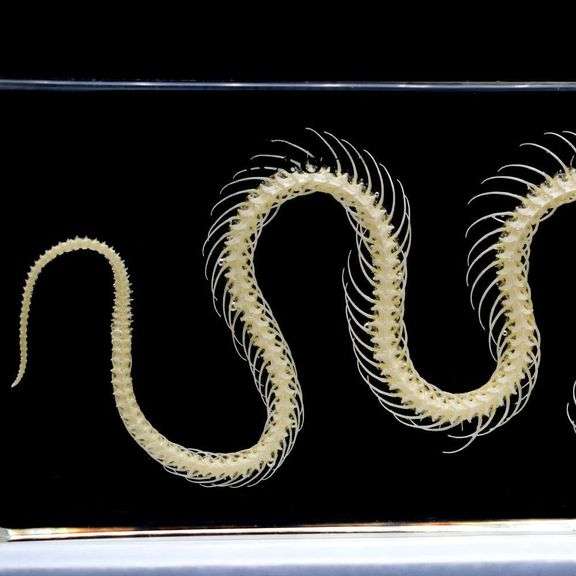 Real Snake Skeleton Paperweight