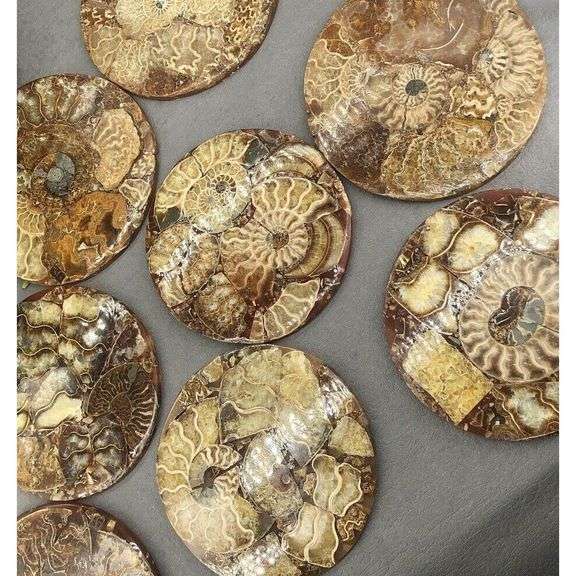 Natural Ammonite Fossil Disc