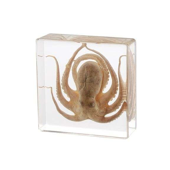 Real Octopus in Resin