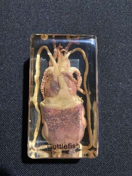 Real Squid Cuttlefish Specimen