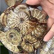 Natural Ammonite Fossil Disc