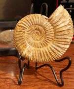 Genuine Ammonite Fossil from Madagascar