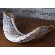 Authentic Ram Horn Shofar from Israel
