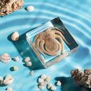 Real Octopus Paperweight Collectible