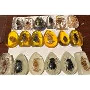 Lot of 18 Preserved Insect Specimens