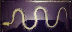 Real Snake Skeleton Encased in Acrylic Block