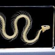 Real Snake Skeleton Paperweight