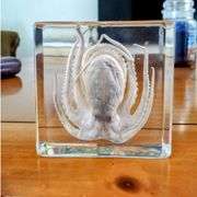 Real Octopus Paperweight Collectible