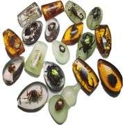 Lot of 18 Preserved Insect Specimens
