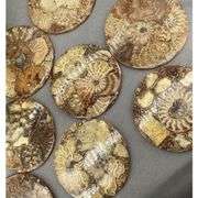 Natural Ammonite Fossil Disc