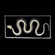 Real Snake Skeleton Paperweight