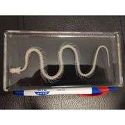 Real Snake Skeleton Paperweight