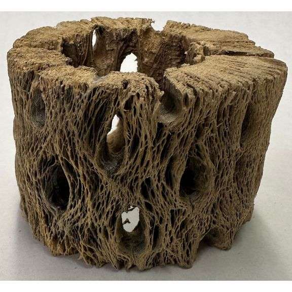 Lot of 3 Natural Cholla Wood Air Plant Holders