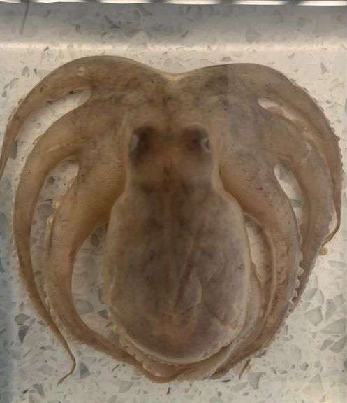 Real Octopus Paperweight Collectible