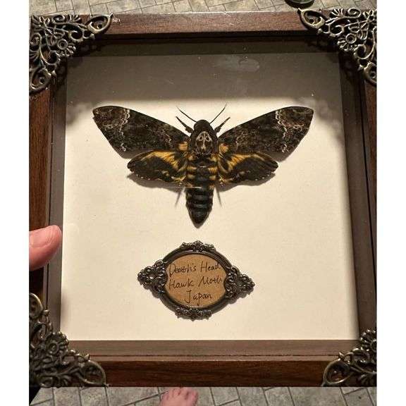 Real Skull Head Moth in Shadow Collectors Box