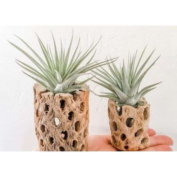 Lot of 3 Natural Cholla Wood Air Plant Holders