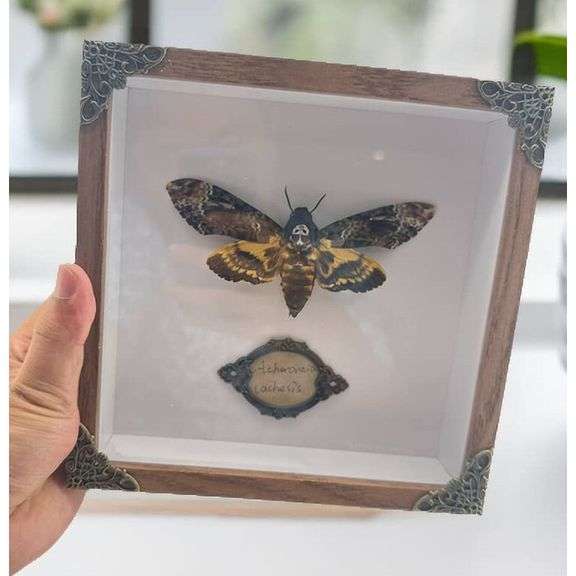 Real Skull Head Moth in Collectors Box