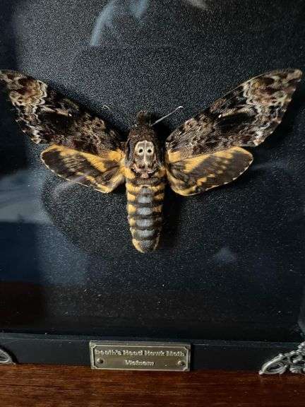 Real Skull Head Moth in Black Frame