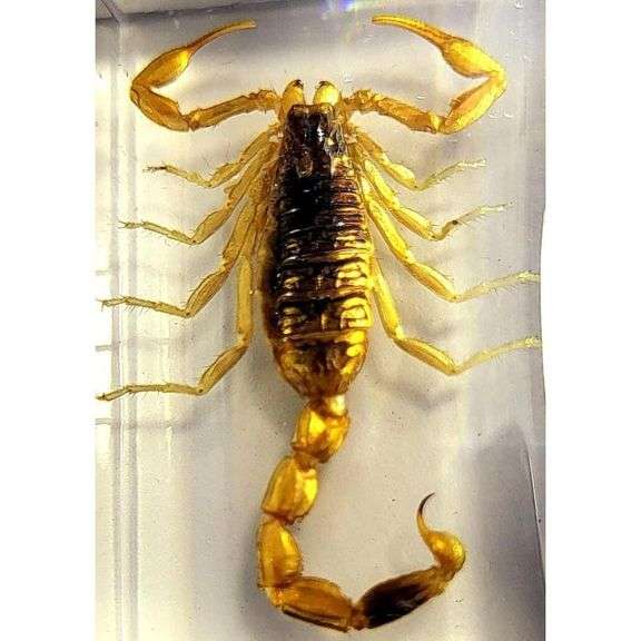 Real Golden Scorpion in Clear Resin