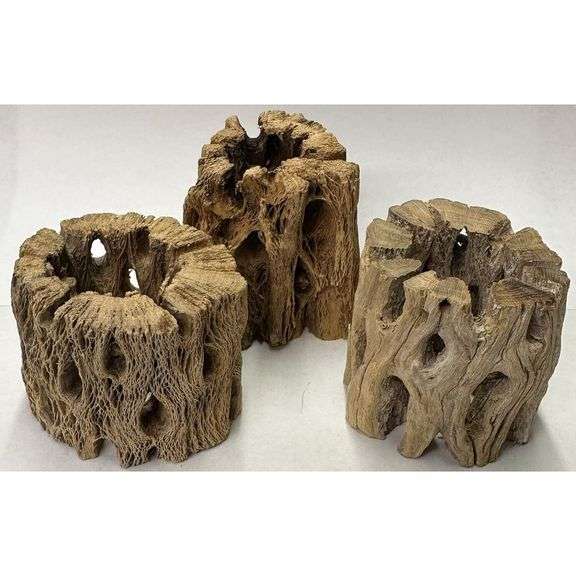 Lot of 3 Natural Cholla Wood Air Plant Holders