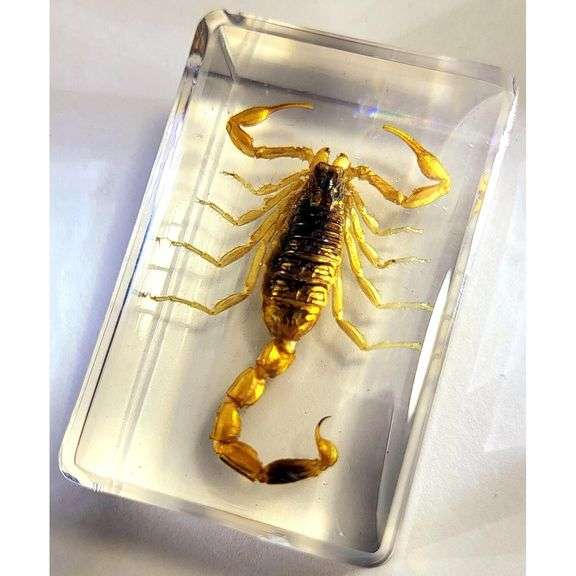 Real Golden Scorpion in Clear Resin