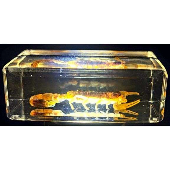 Real Golden Scorpion in Clear Resin