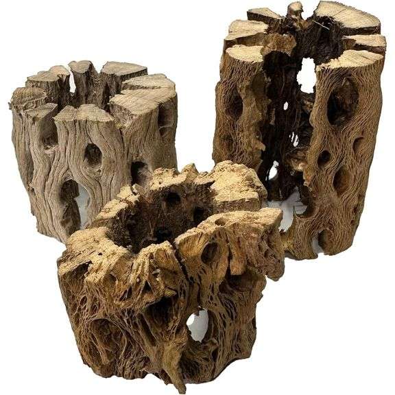 Lot of 3 Natural Cholla Wood Air Plant Holders