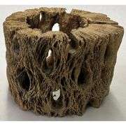 Lot of 3 Natural Cholla Wood Air Plant Holders
