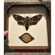 Real Skull Head Moth in Shadow Collectors Box