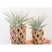 Lot of 3 Natural Cholla Wood Air Plant Holders