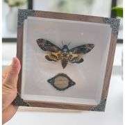Real Skull Head Moth in Collectors Box