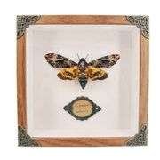 Real Skull Head Moth in Collectors Box