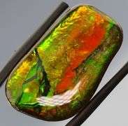 Bright 23.39ct dragonfly wing patterned Ammolite!