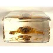 Real Golden Scorpion in Clear Resin