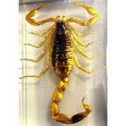 Real Golden Scorpion in Clear Resin