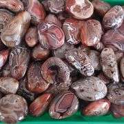 Polished Natural Agate Palm Stone